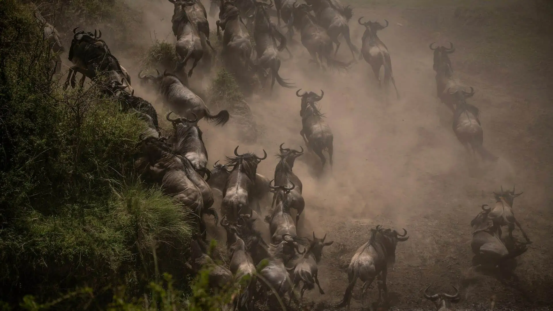 Dramatic Great Migration