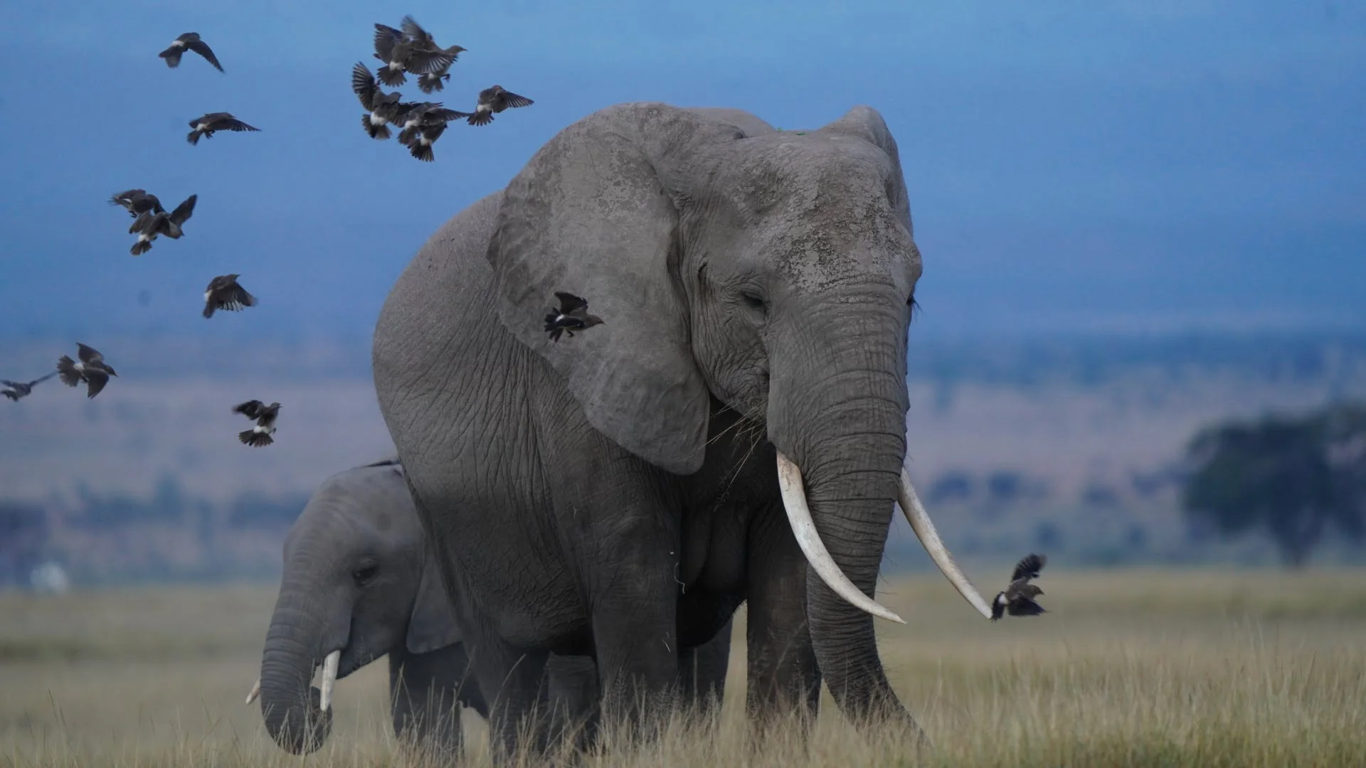 Masai Mara Elephant