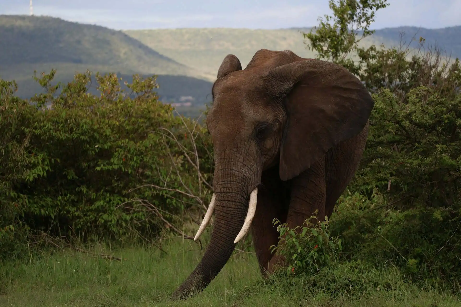 elephant-in-vegetation-masai-mara