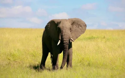 Restoring Balance: How the Masai Mara Tackles Habitat Loss