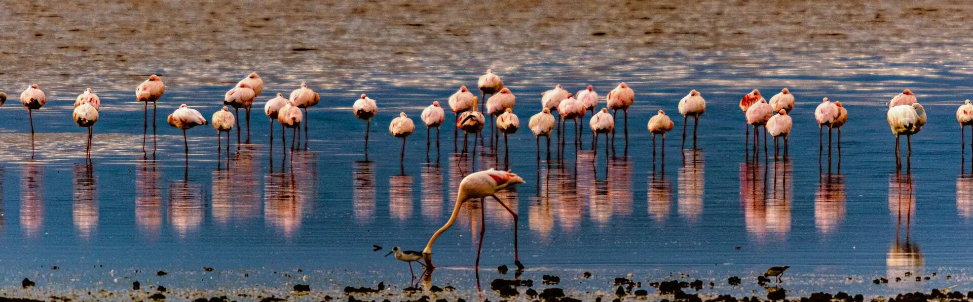 flock-of-flamingos