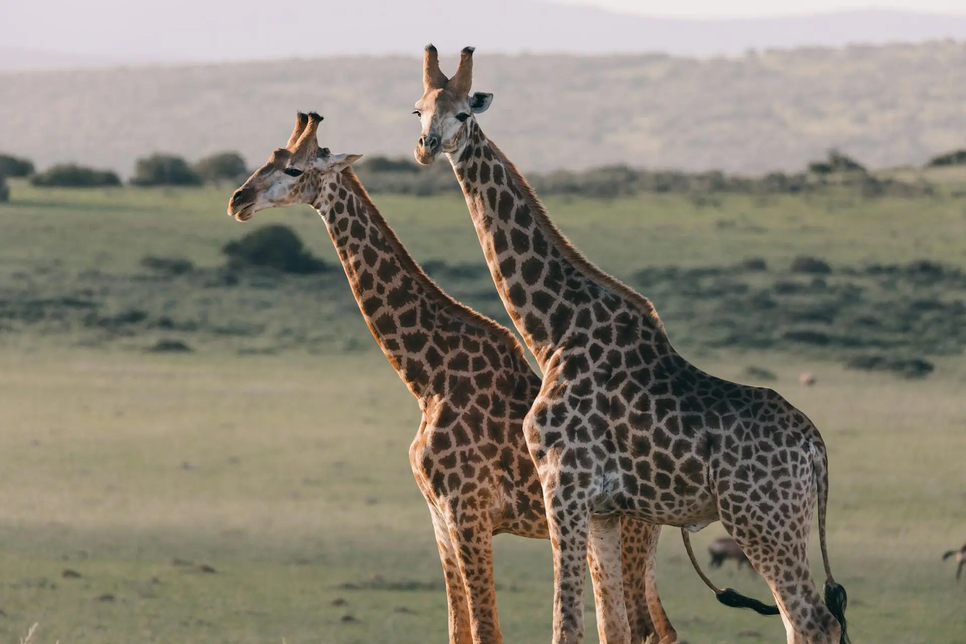 giraffes-in-masaimara