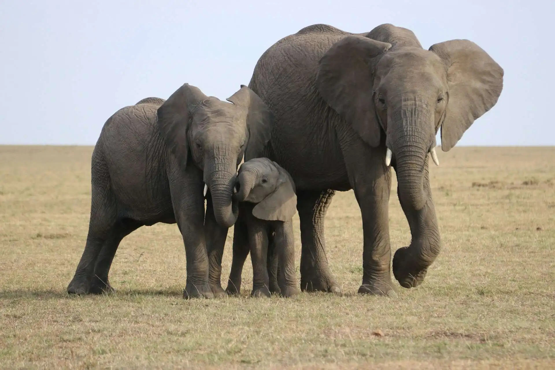 herd-of-elephant-with-baby