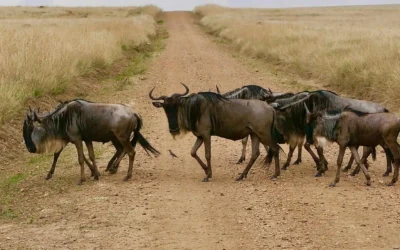 Tips for Wildlife Spotting at the Great Migration