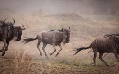 Top Spots to Witness the Great Migration in Masai Mara