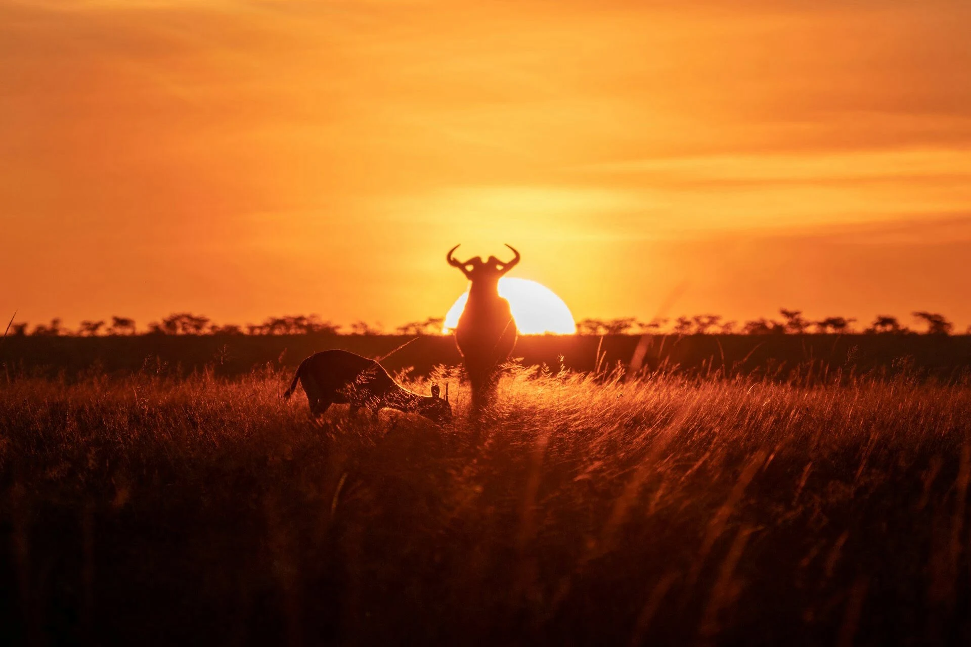 masai-mara-golden-hour masai-mara-golden-hour