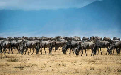Top 5 Reasons the Great Migration Should Be on Your Bucket List