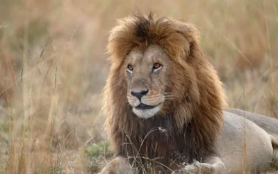 How the Masai Mara Protects the Big Five