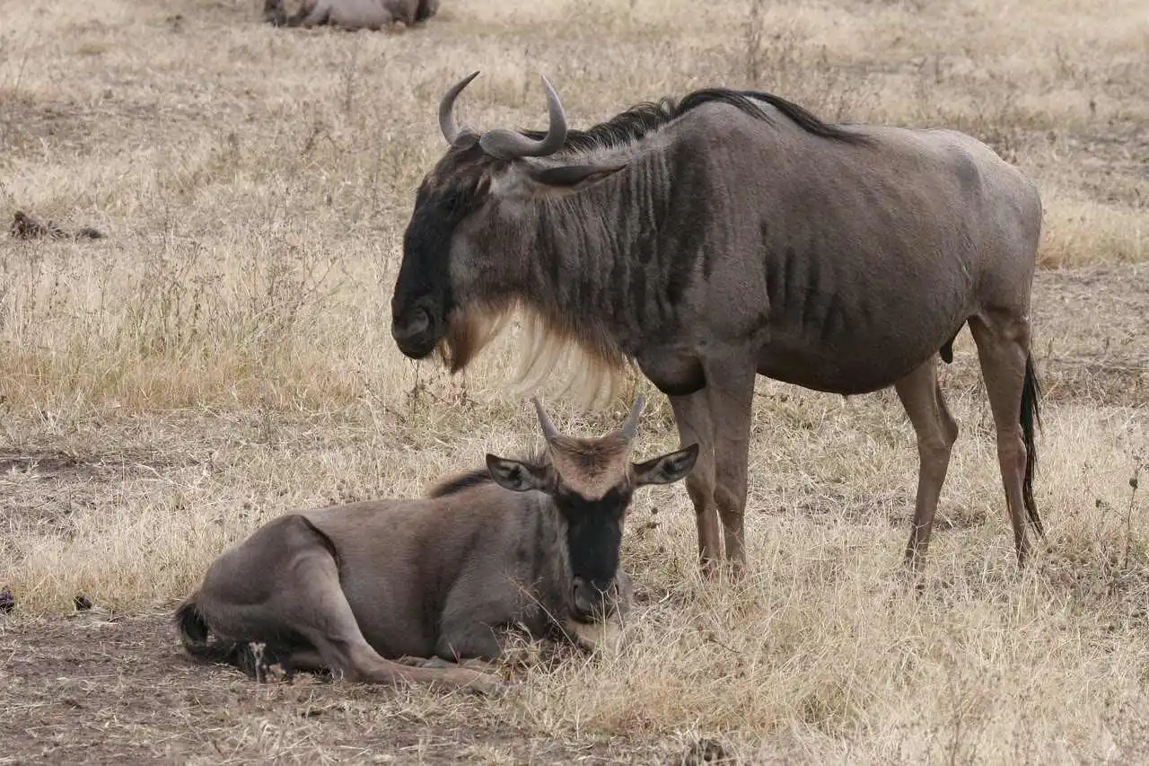 Wildebeest Calf