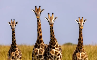 Thrilling Safari Activities Beyond Game Drives in Masai Mara