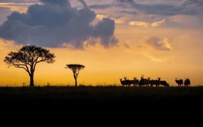 Safari Ideas for Couples in Masai Mara