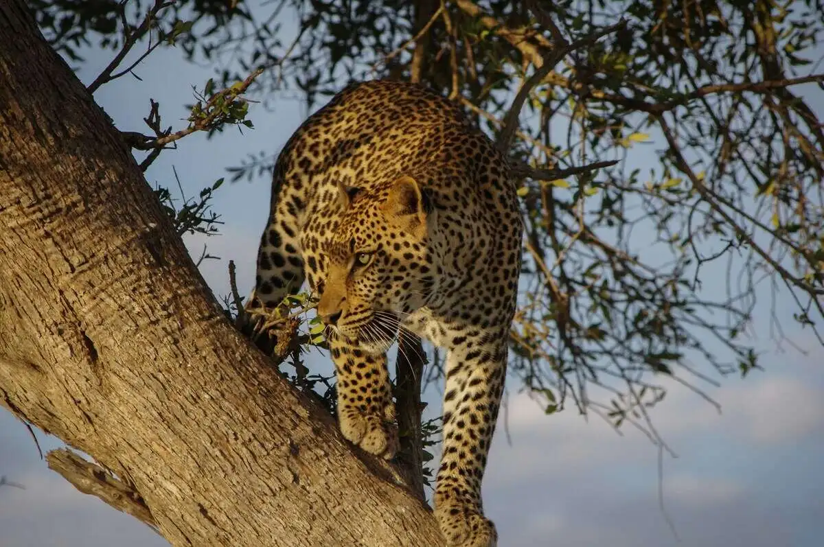 african-leopard-in-masaimara