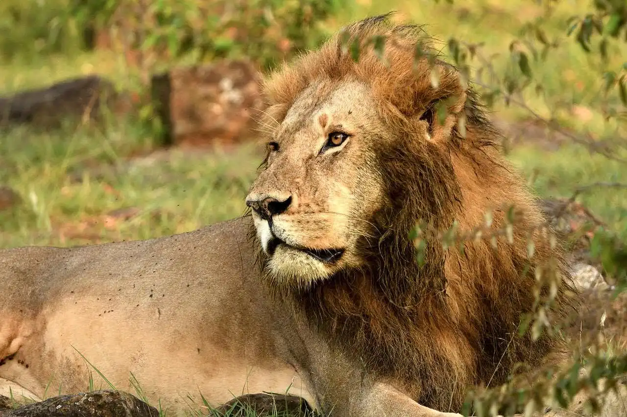 African Lion in Masai Mara African Lion in Masai Mara