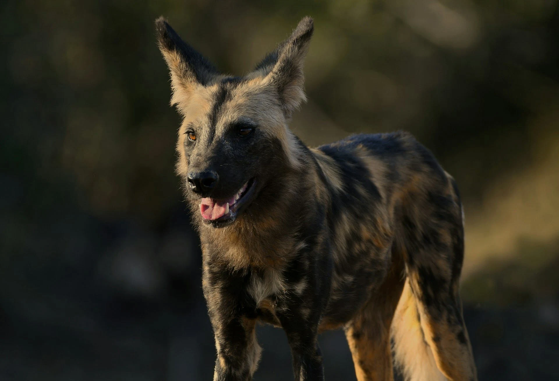 african-wild-dog african-wild-dog