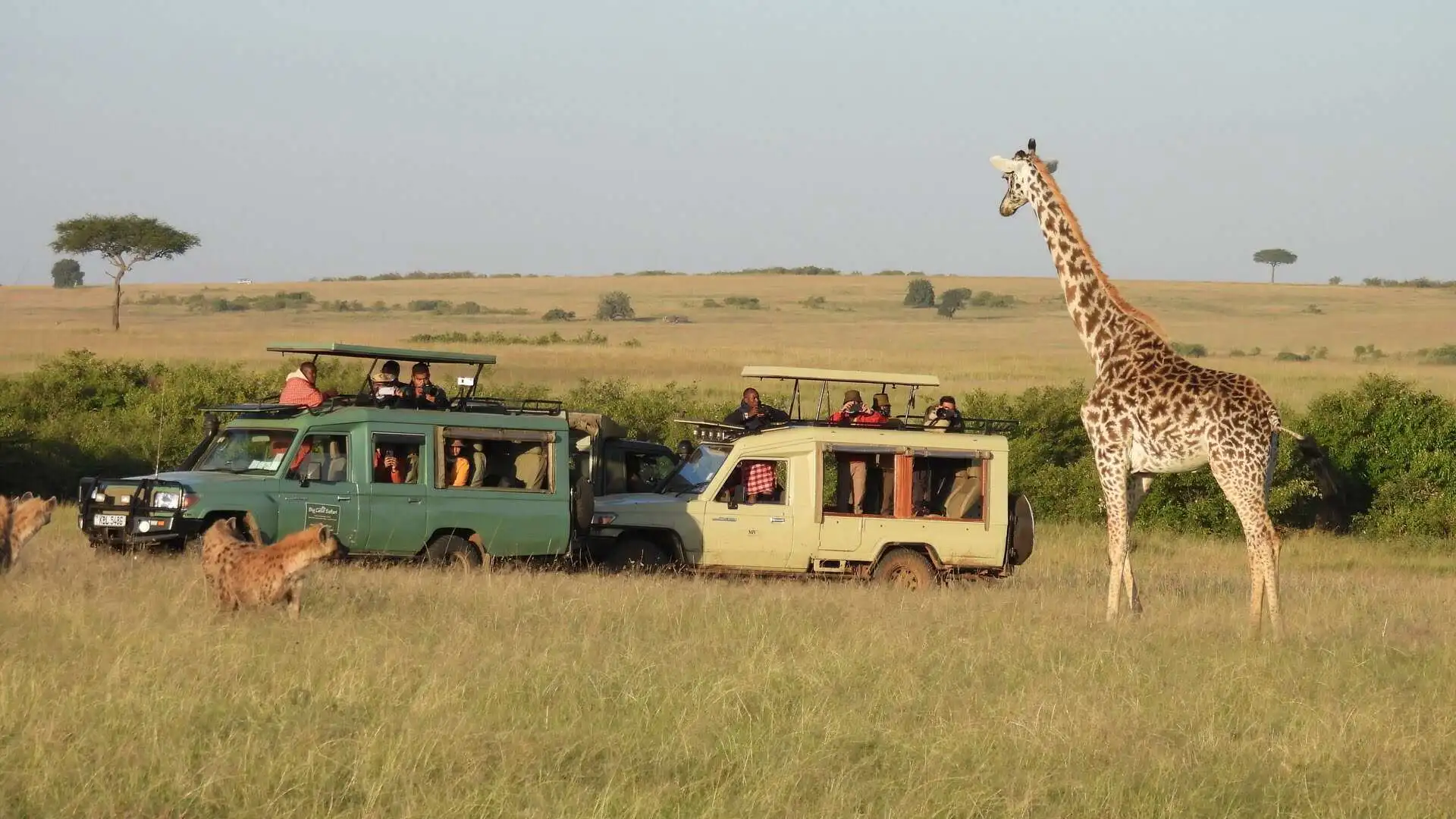 big-cats-safari-in-mara big-cats-safari-in-mara