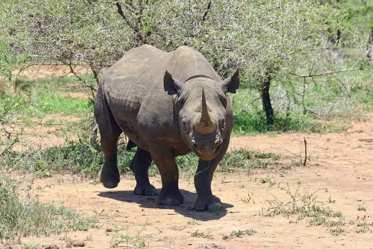 black-rhinoceros-masaimara black-rhinoceros-masaimara