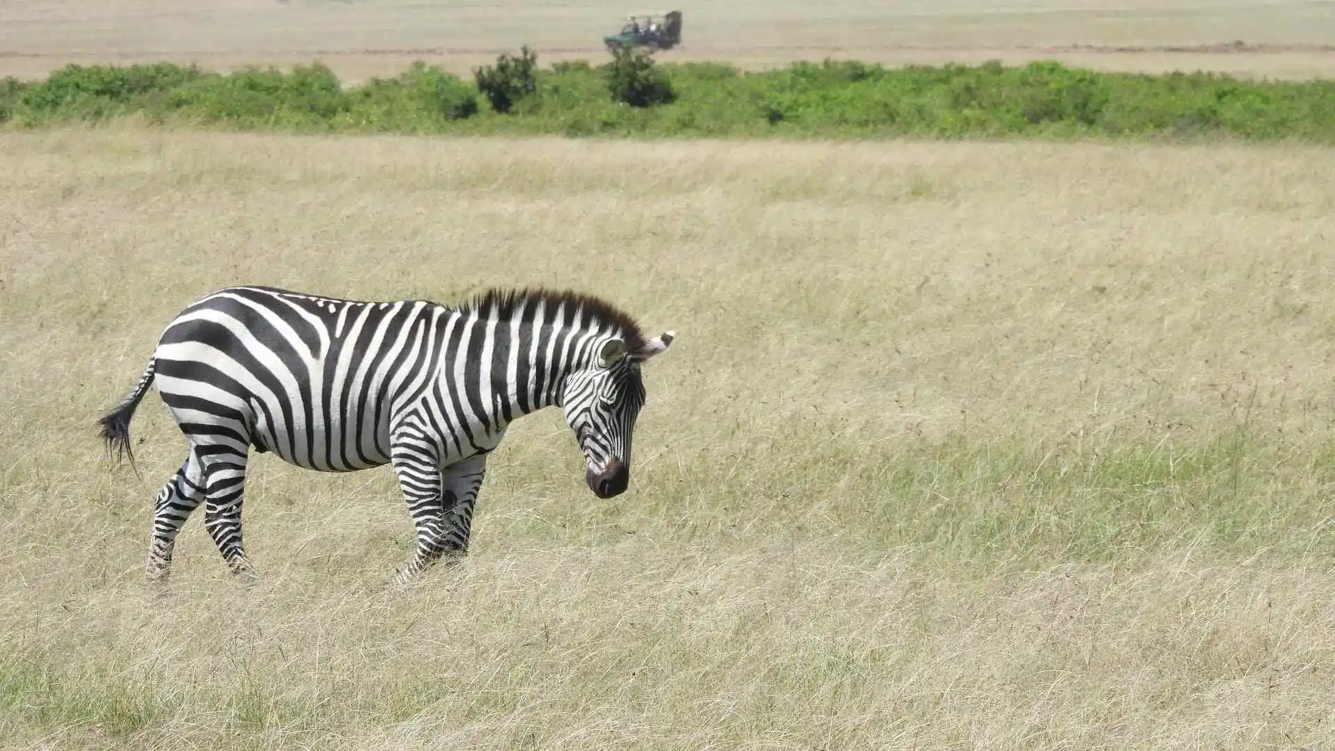 brown-grass-zebra brown-grass-zebra