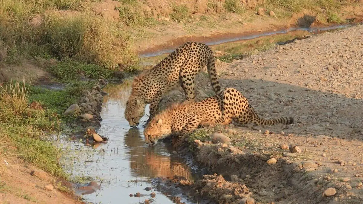 cheetah-drinking-water-from-stream cheetah-drinking-water-from-stream
