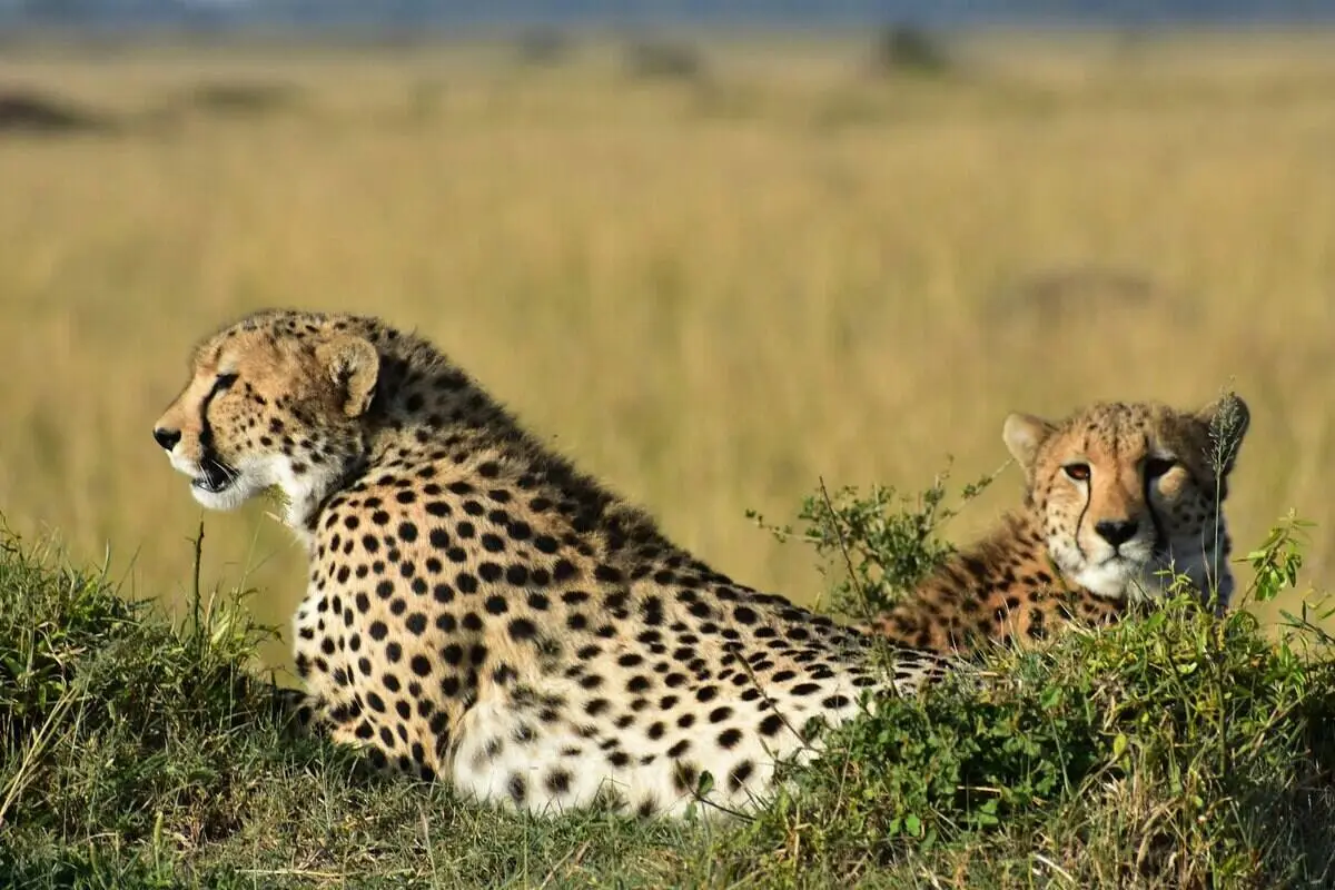 cheetah-in-masai-mara cheetah-in-masai-mara
