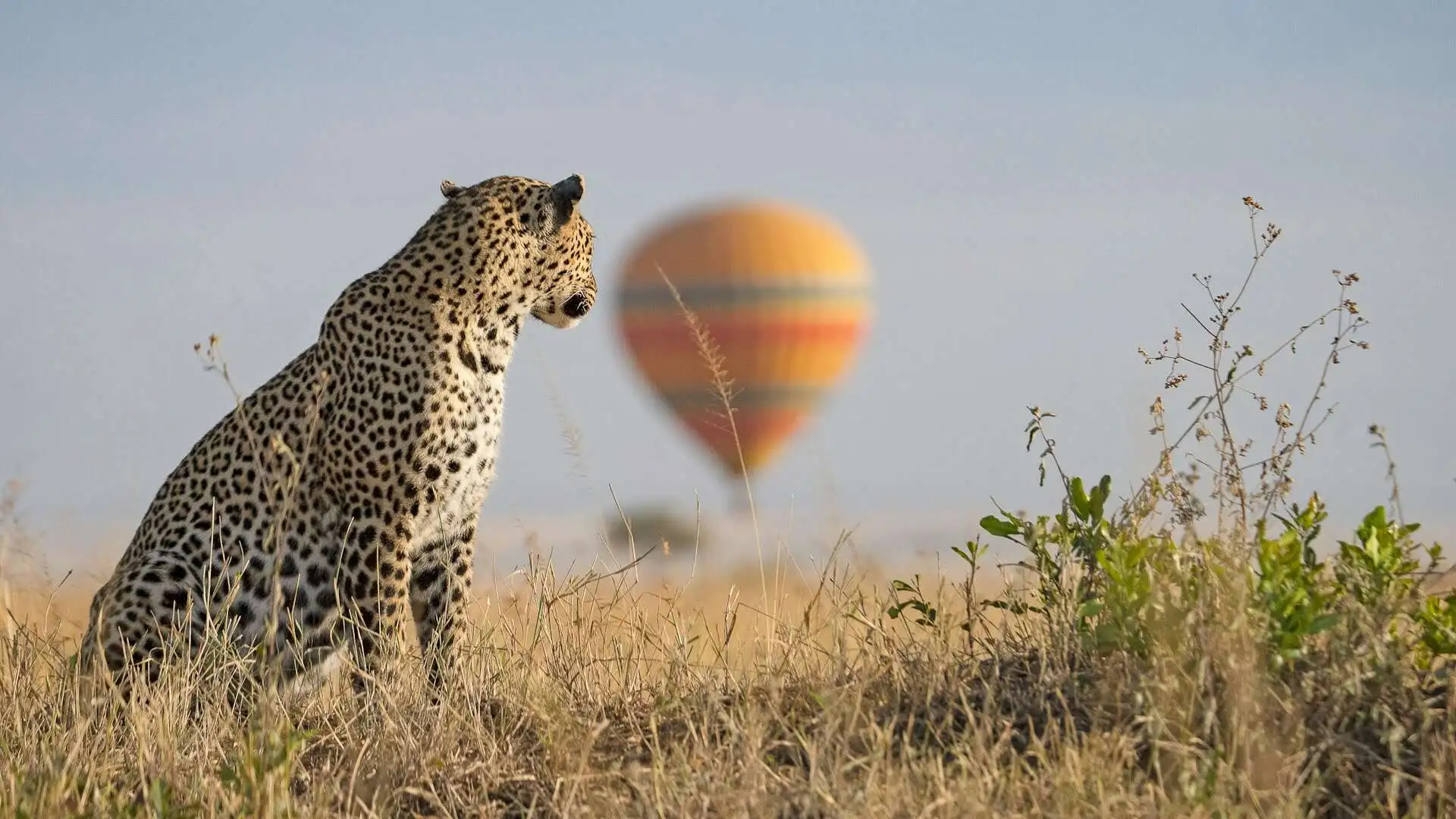 cheetah-looking-at-hot-air-balloon