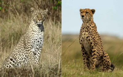 Cheetah vs Leopard: How to Tell the Difference in Masai Mara