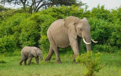 Top 10 Endangered Species You Can Find in Masai Mara