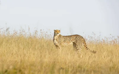 A Day on Safari in Masai Mara: What to Expect on a Game Drive