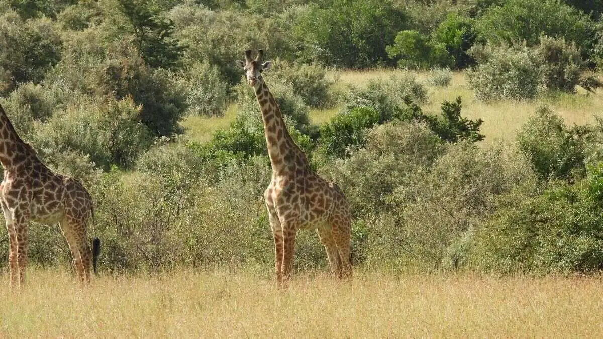 giraffe-on-afternoon-safari giraffe-on-afternoon-safari