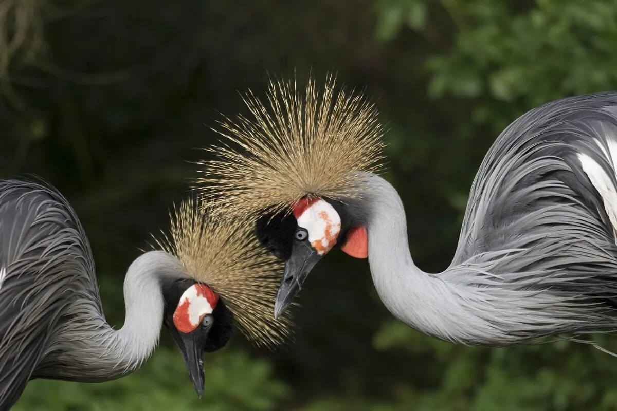 grey-crowned-crane-masai-mara grey-crowned-crane-masai-mara