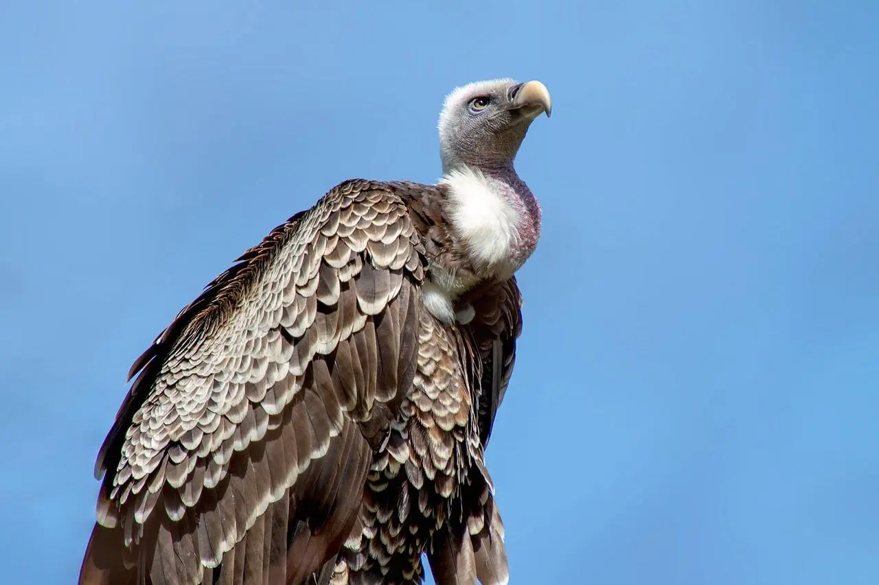hooded-vulture hooded-vulture