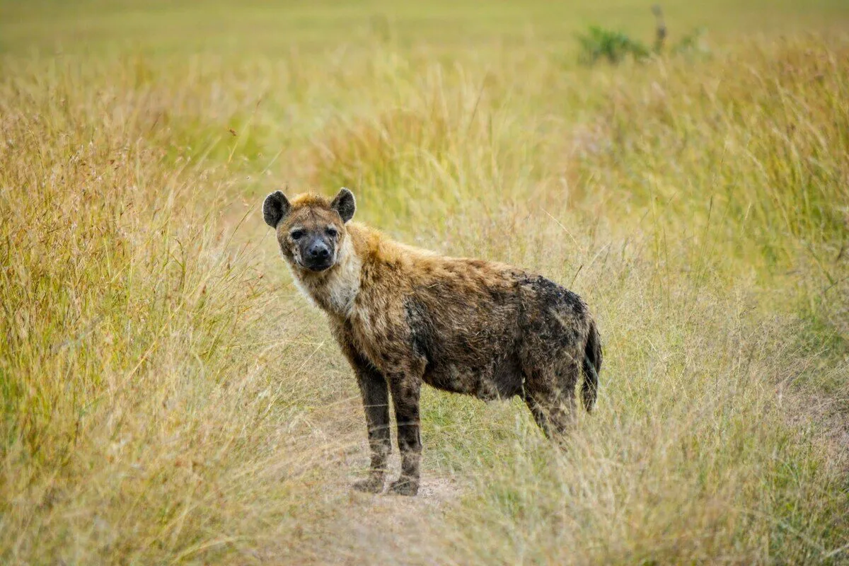 hyena-masaimara hyena-masaimara
