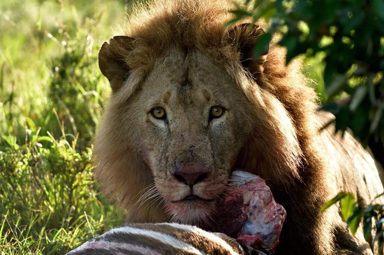 Lion Enjoying its Meal Lion Enjoying its Meal
