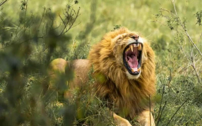 Big Five of Masai Mara: Africa’s Most Iconic Wildlife