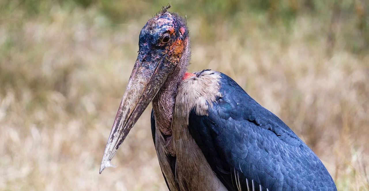 marabou-stork marabou-stork