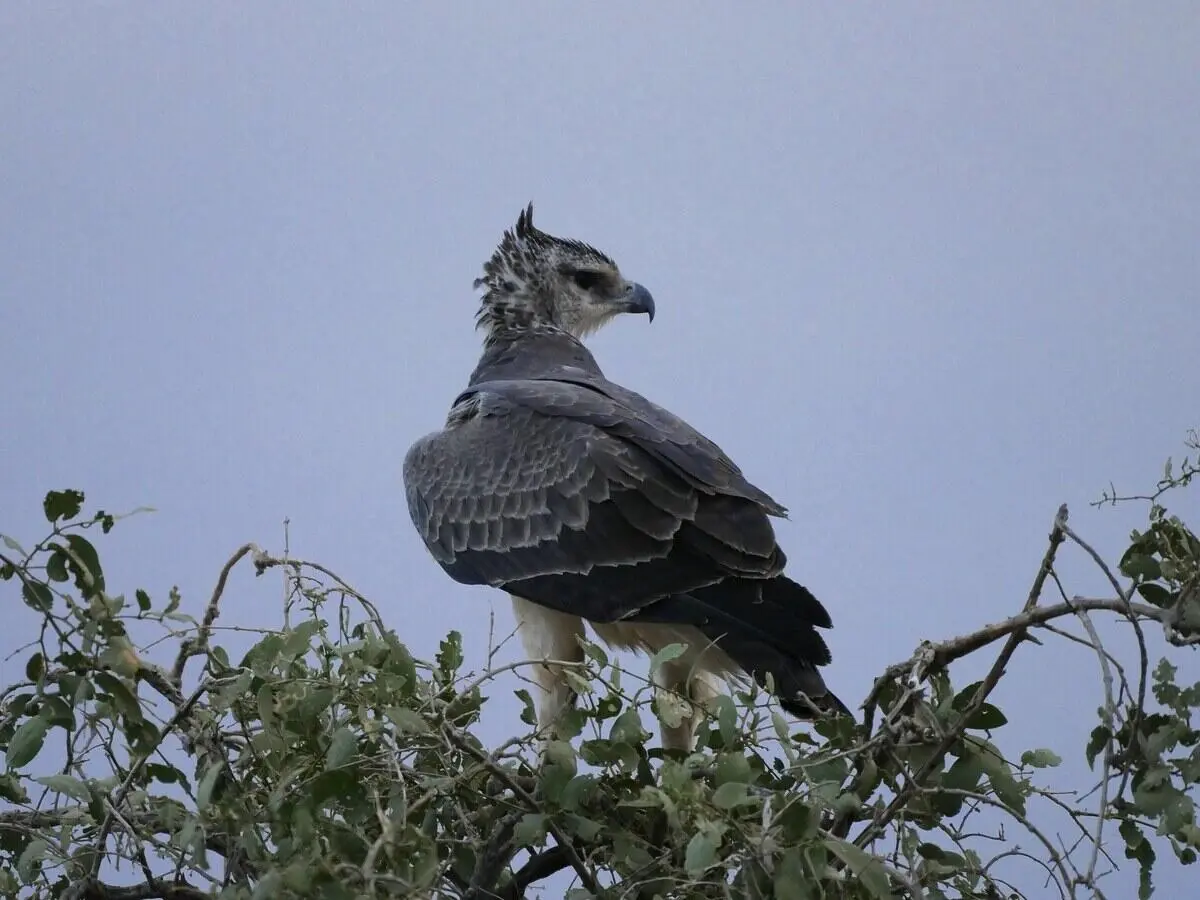 martial-eagle-masaimara martial-eagle-masaimara