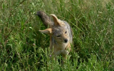 Rare Animals of Masai Mara You’ve Probably Never Heard Of