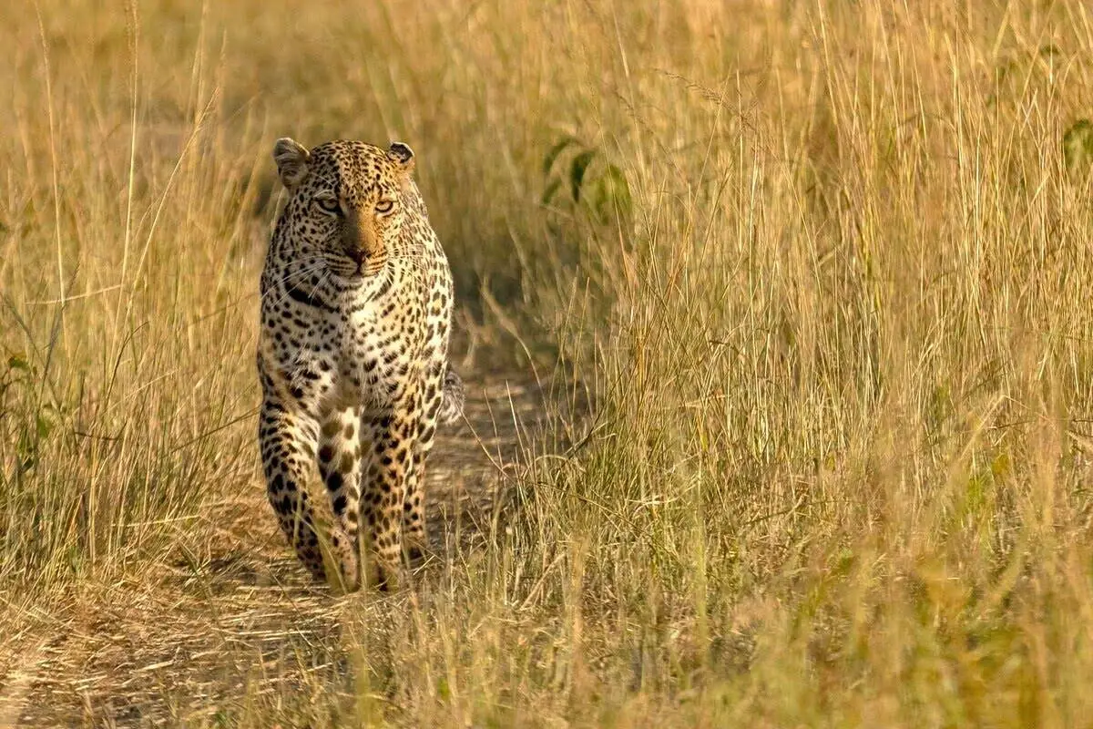 masai-mara-leopard-roaming masai-mara-leopard-roaming