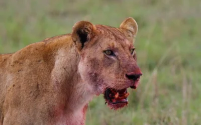 Best Time to See Predators in Action in Masai Mara