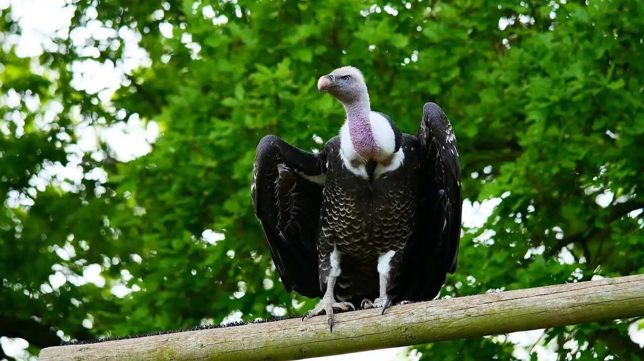 ruppells-vulture ruppells-vulture