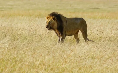 Top 5 Masai Mara Conservancies