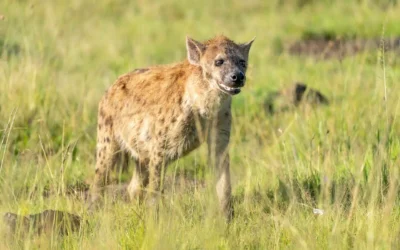 The Ugly Five of Masai Mara: Beauty Beyond Appearances