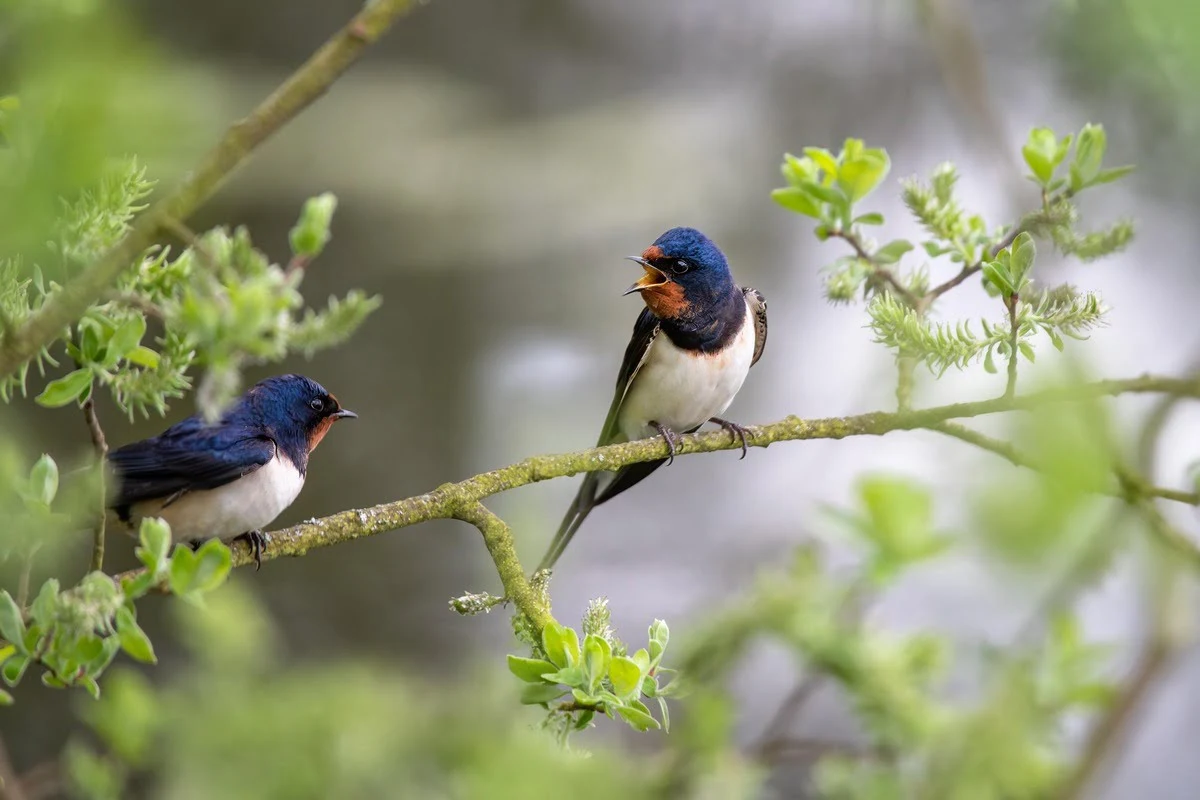 barn-swallows barn-swallows
