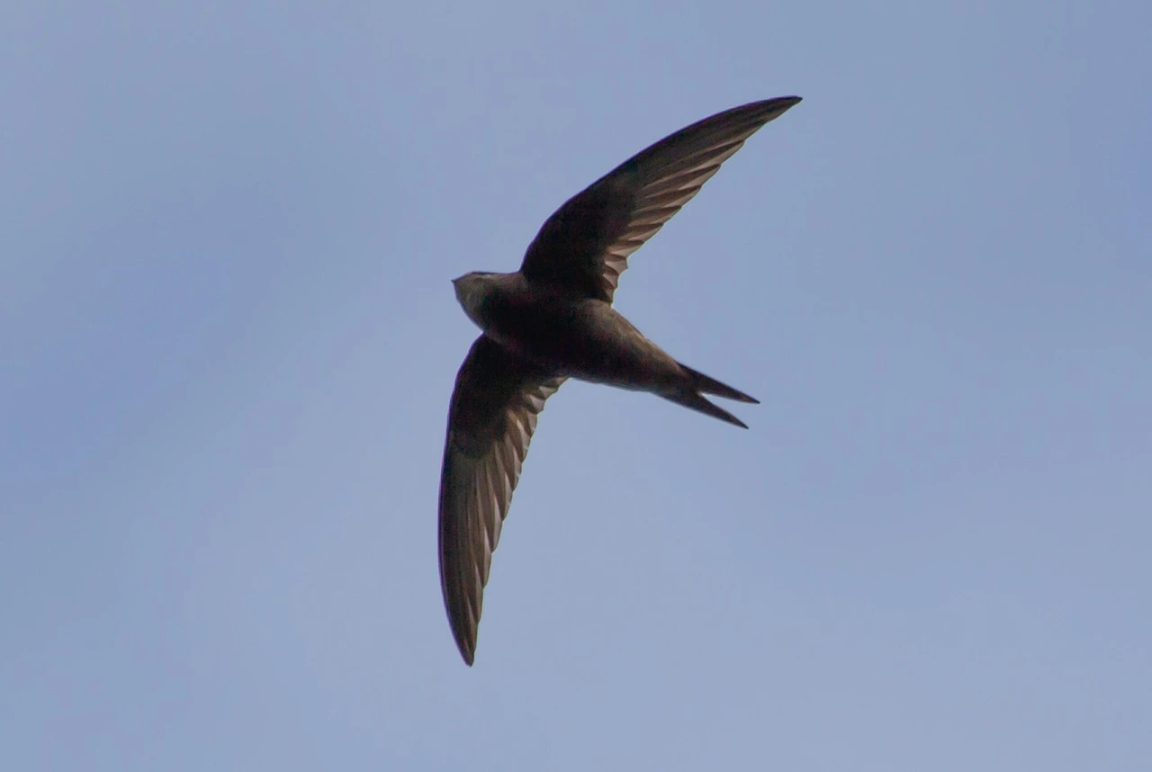 common-swift common-swift