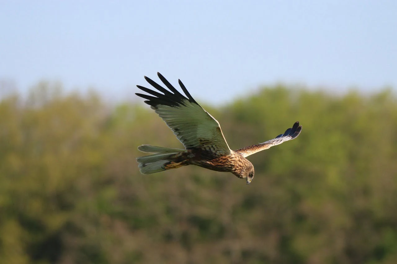 eurasia- marsh-harrier eurasia- marsh-harrier