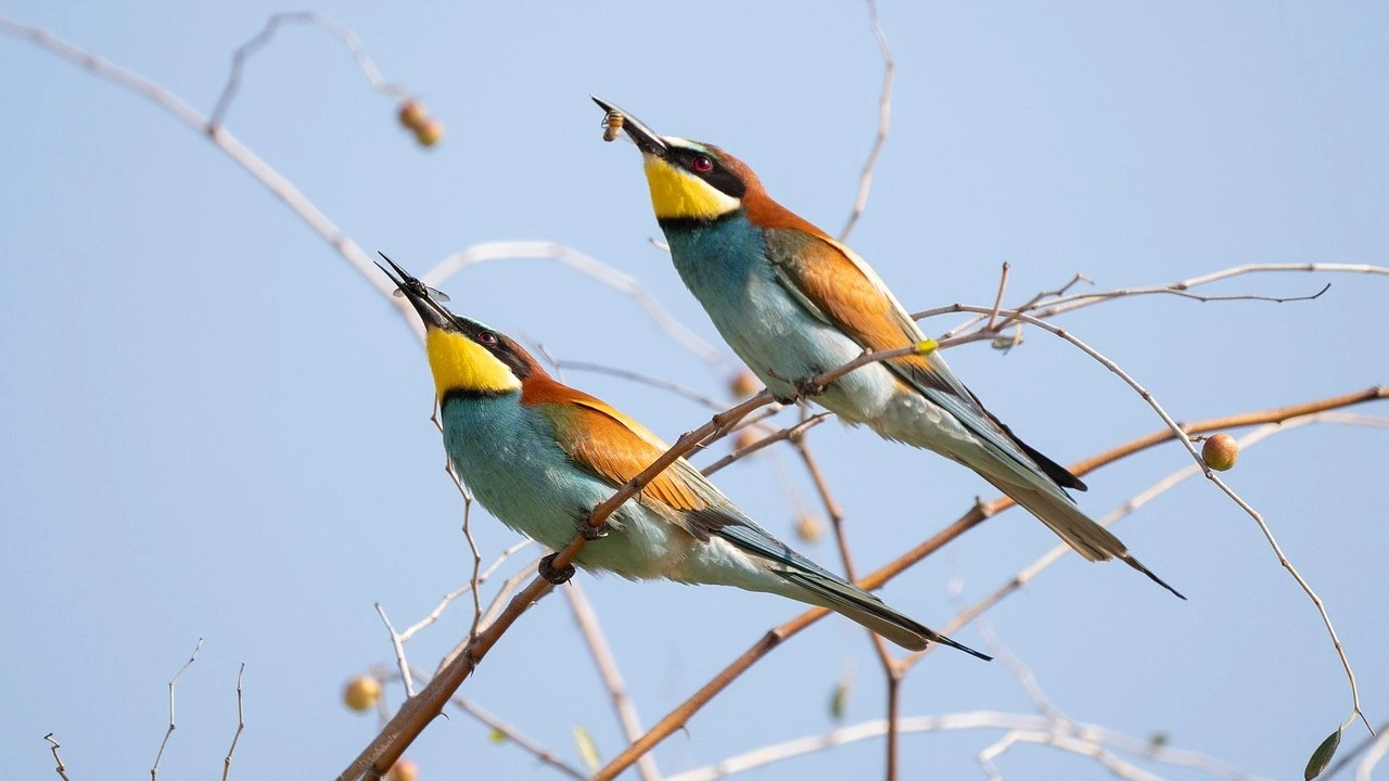 european-bee-eater european-bee-eater