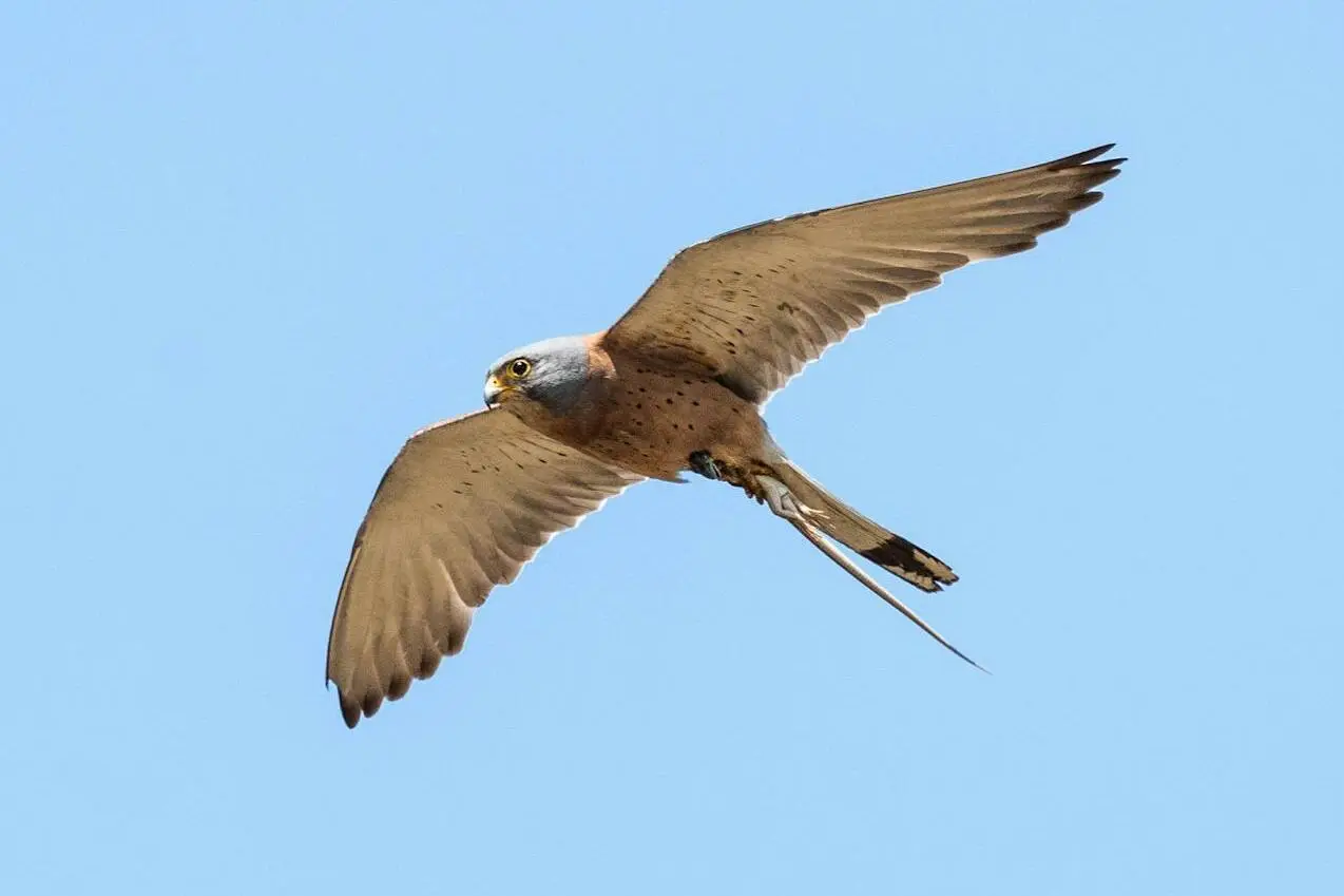 lesser-kestrel lesser-kestrel