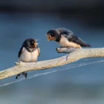 migratory-birds-masai-mara-in-rains