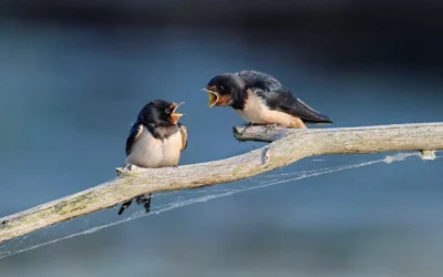 Migratory Birds That Come With the Rains in Masai Mara
