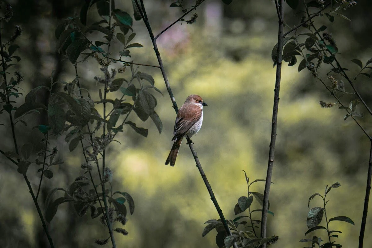 red-backed-shrike red-backed-shrike
