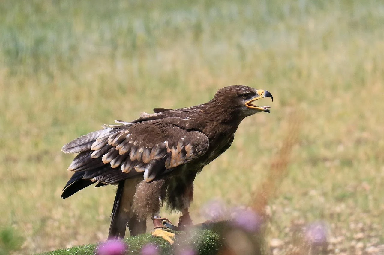 steppe-eagle steppe-eagle